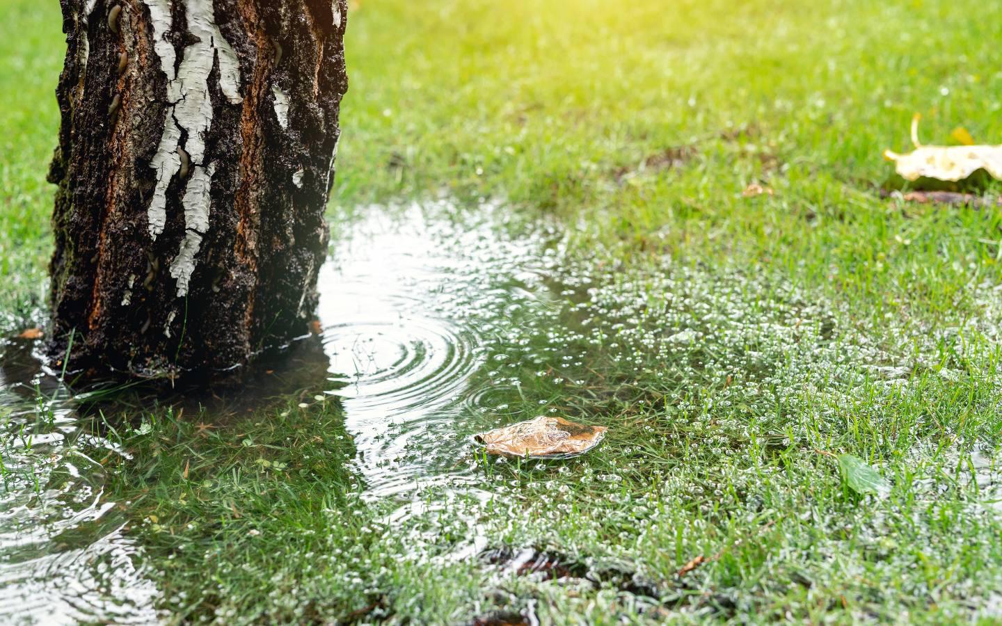 A puddle of water next to a tree trunk