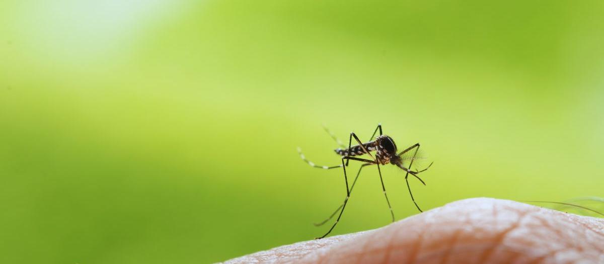 Mosquito Control That Puts You In Control