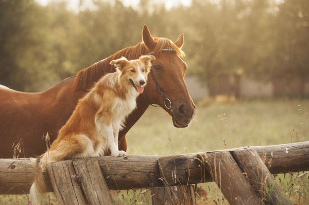 Help Protect Your Pets Against Mosquitoes and Ticks This Season