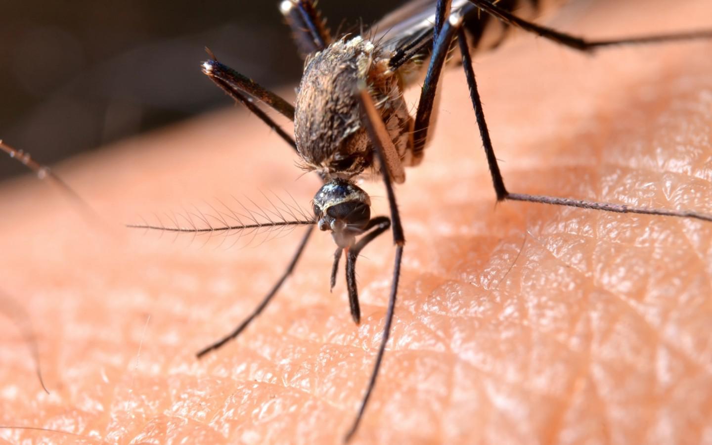 close up of mosquito on skin