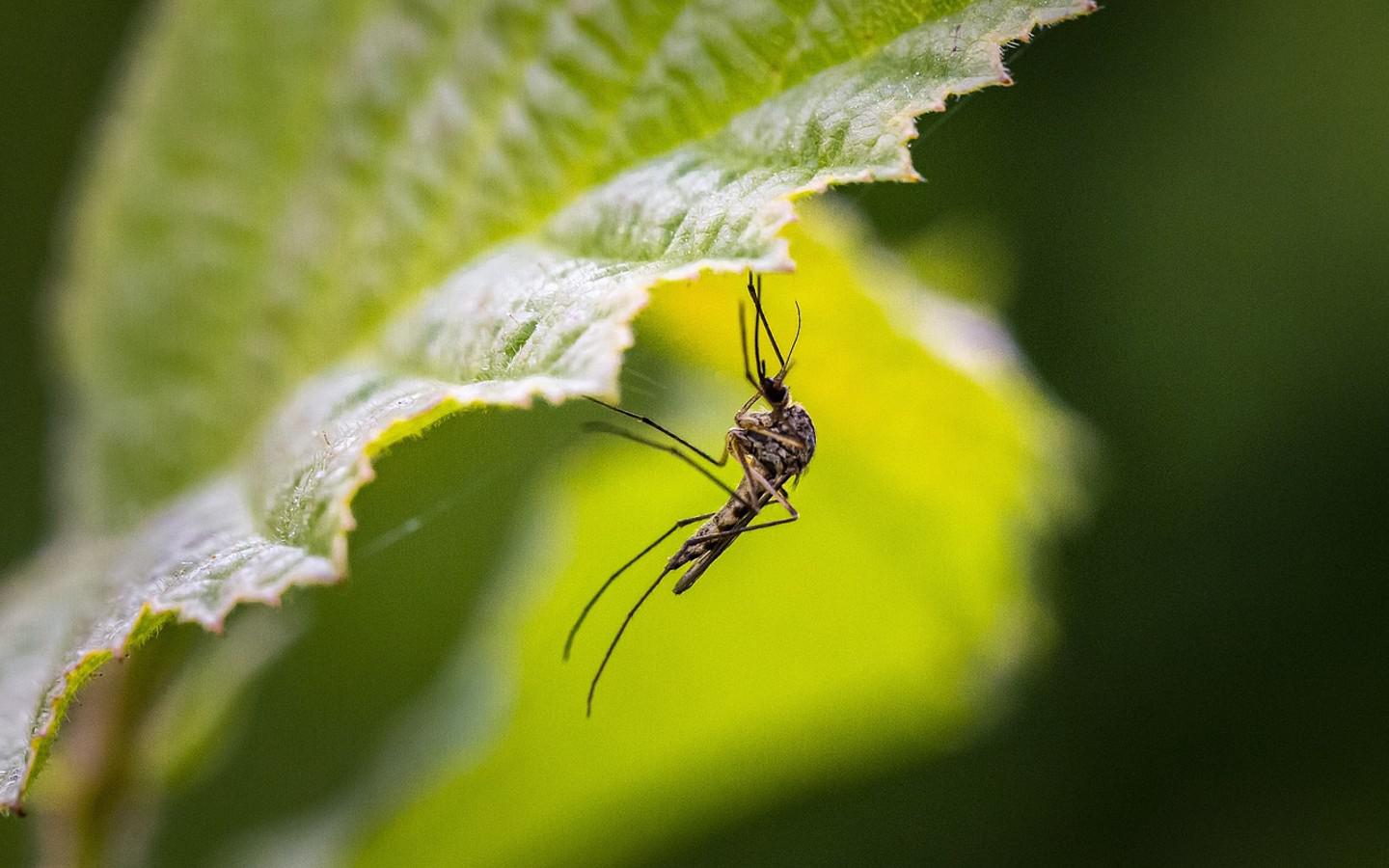 mosquito on leaf