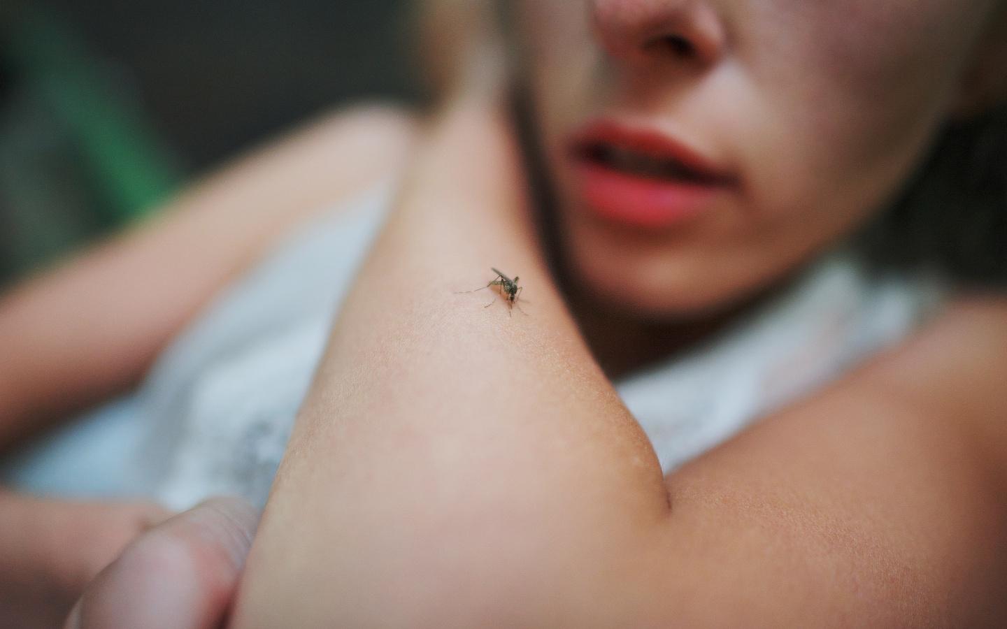 A close-up of a mosquito on a person's arm