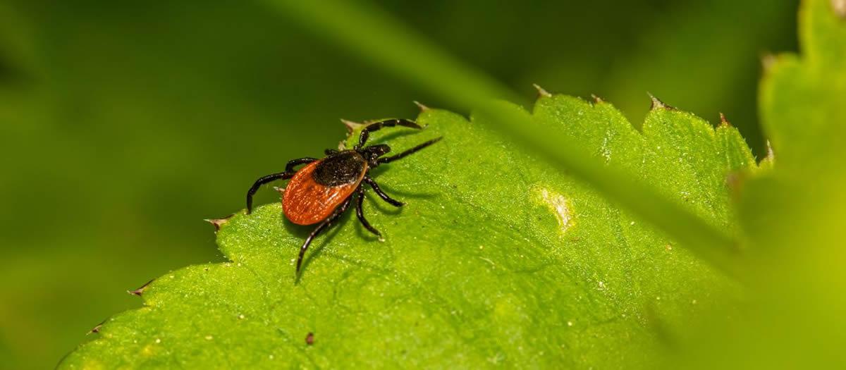 How Long Does Tick Lawn Treatment Last?