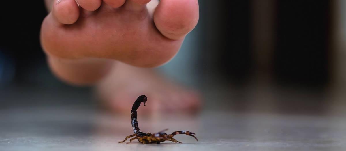 How to Get Rid of Texas Scorpions?