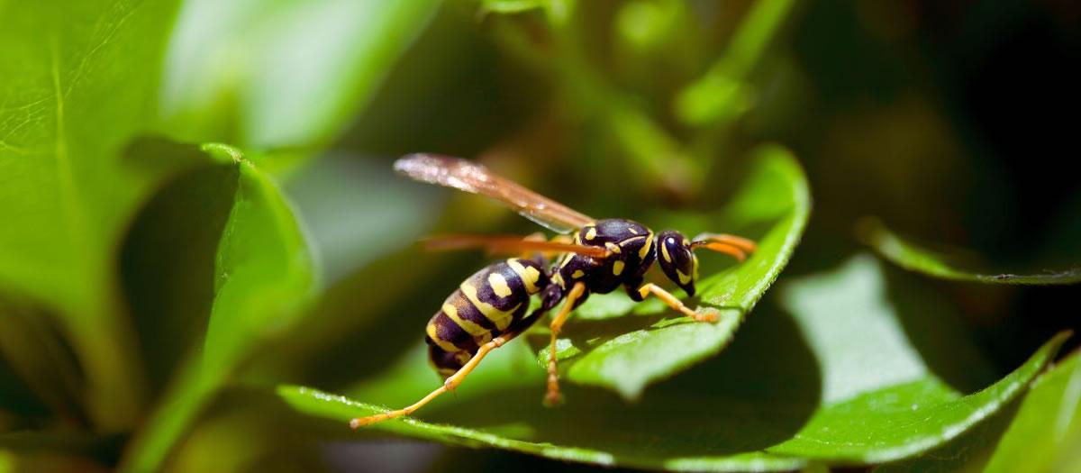 How to Get Rid of Wasps Around Your Pool