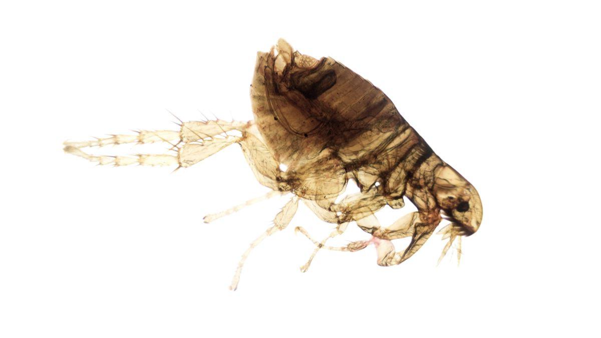 Flea Pest Control is Worth It, Here’s Why