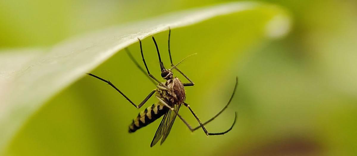 Florida Mosquitoes, Worst in the U.S.?