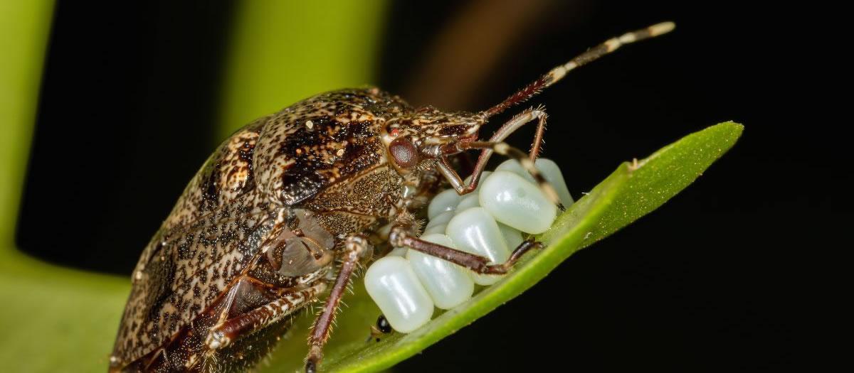 Is It Time to Treat Stink Bugs?