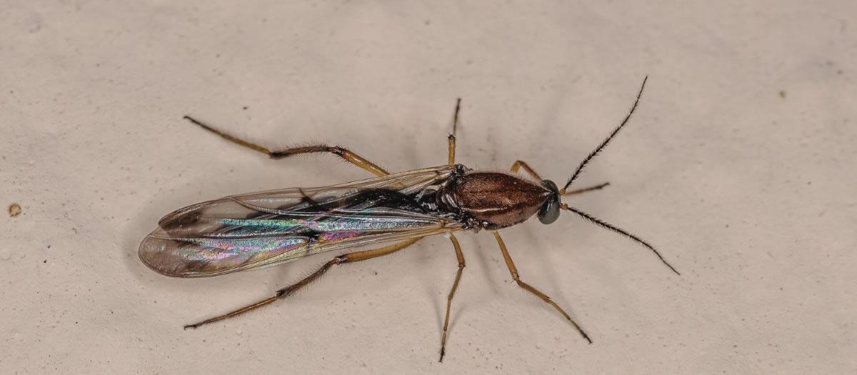 Is a Midge the Same as a Noseeum?