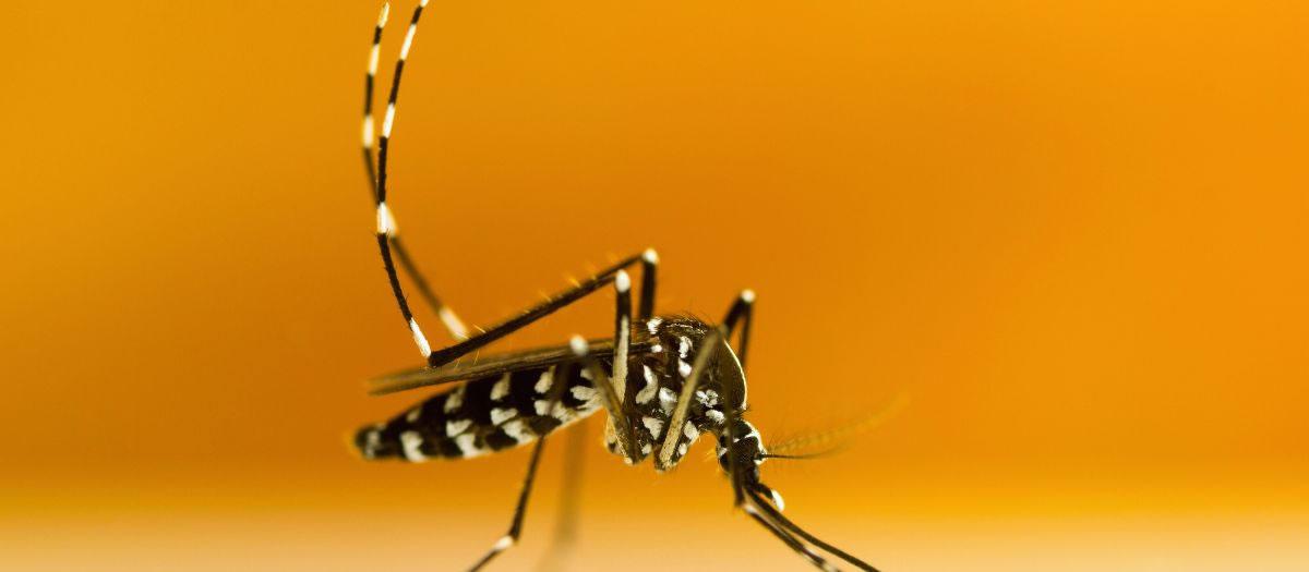 Are Tiger Mosquitoes in New Mexico?