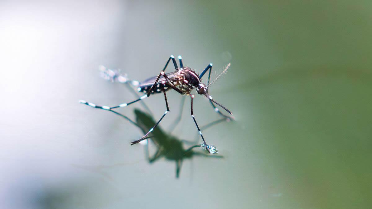 Mosquito Control in Jacksonville FL: It’s Time to Take Back Your Backyard