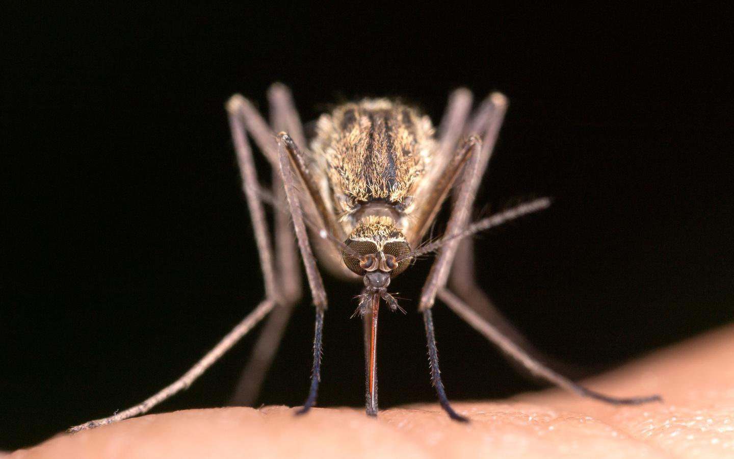 a mosquito on skin