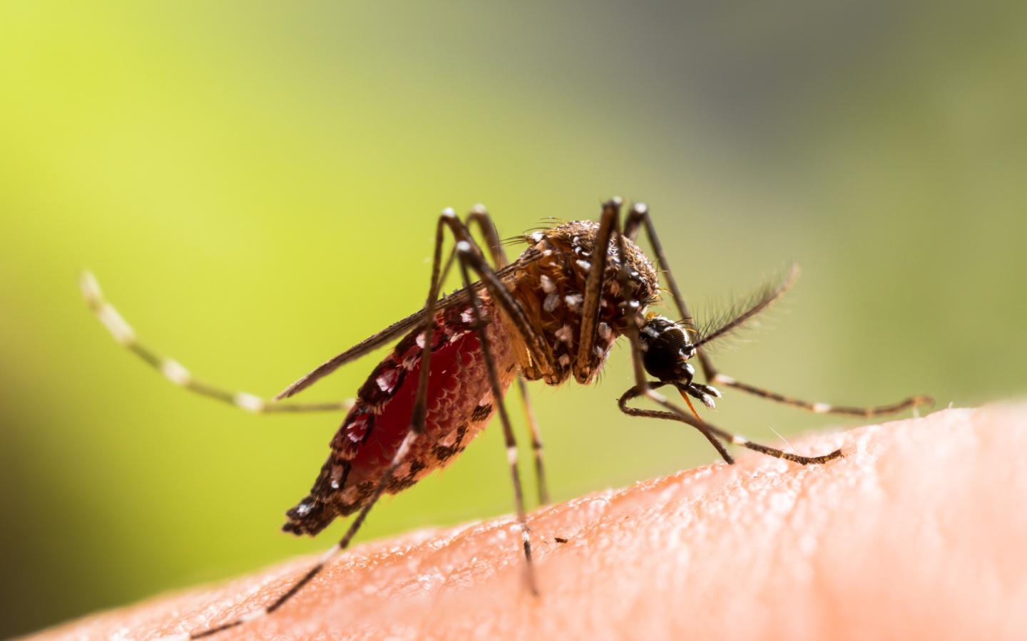 A close up of a mosquito