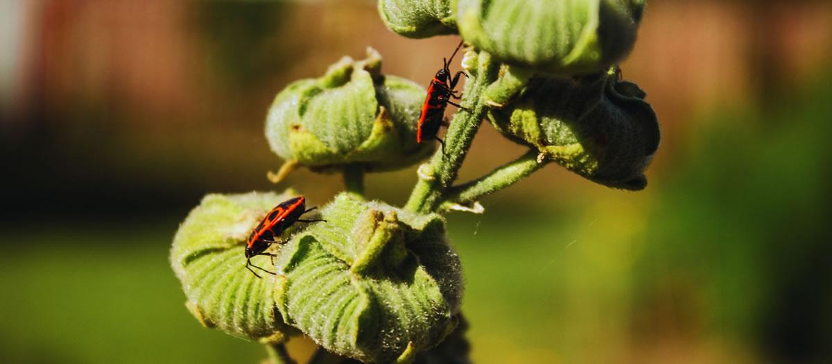 Which Pests Come Out in the Fall in Las Cruces?