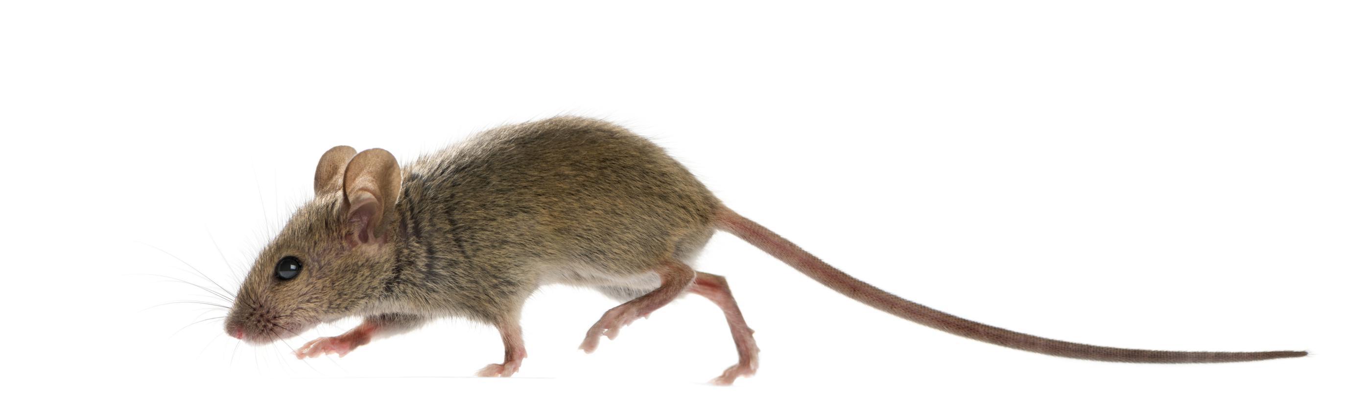 mouse with long tail