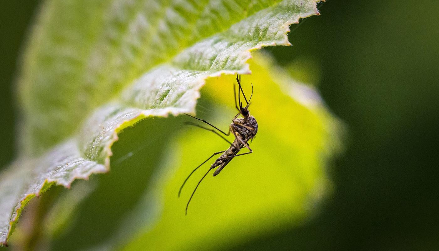 A bug on a leaf