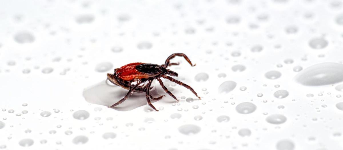 Are There Lyme Disease Ticks in Florida?