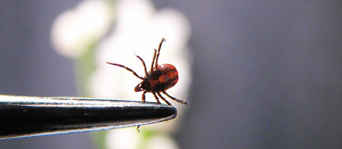 Neighboring MO Officials Ask Residents to Collect Ticks