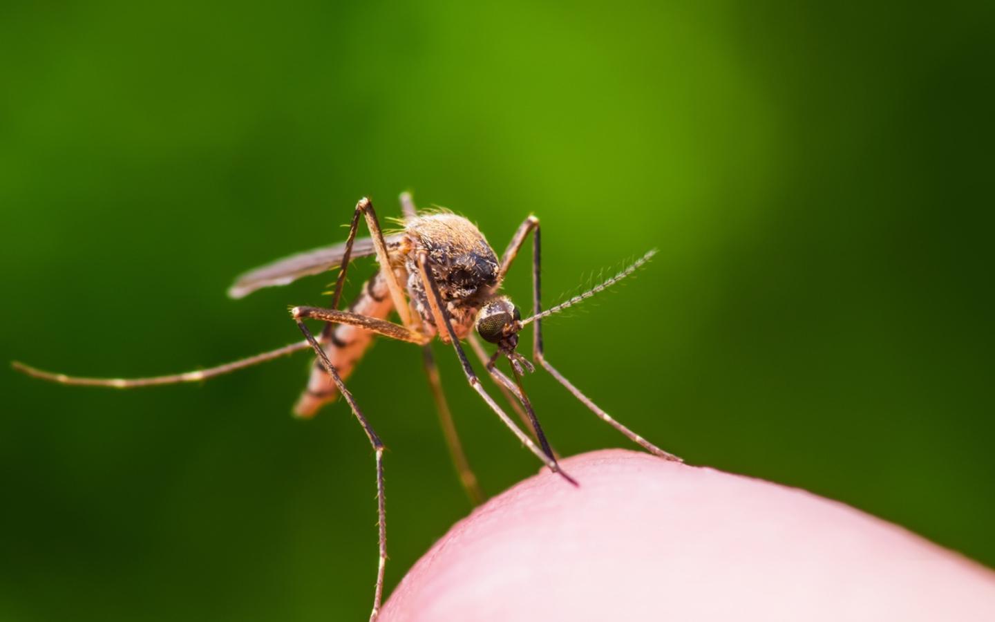 close up of mosquito on skin