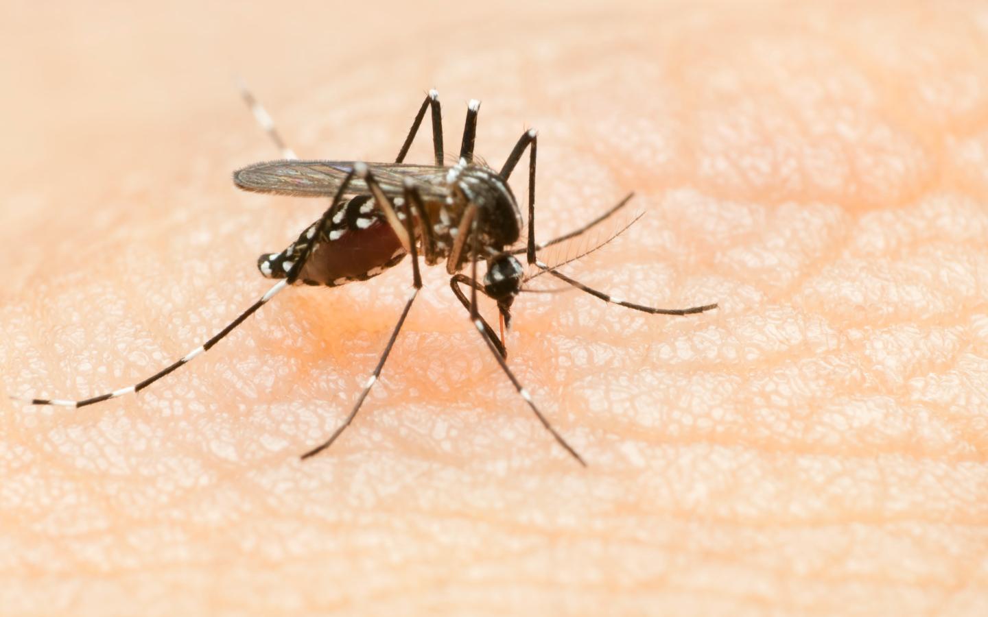 A close-up of a mosquitoDescription automatically generated