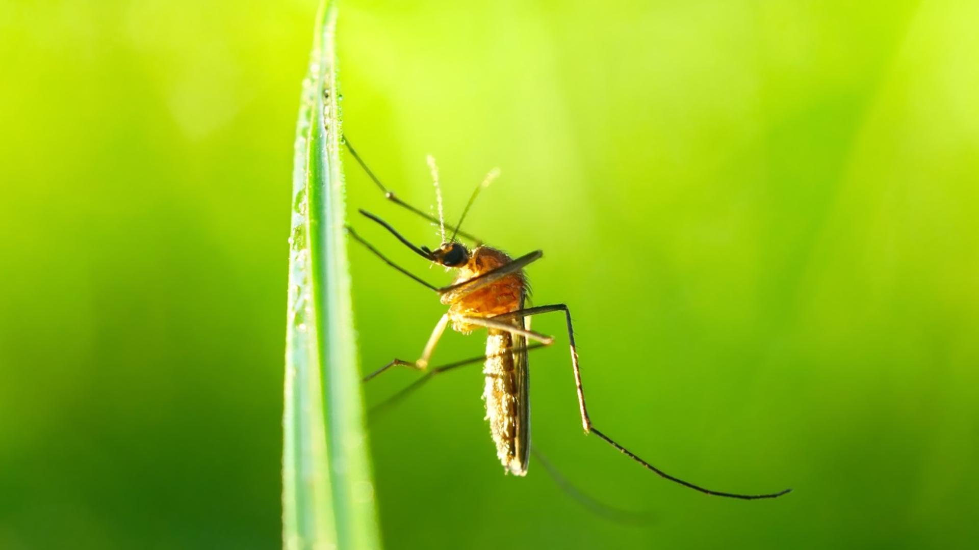 Summer is Here, and SO ARE THE MOSQUITOES