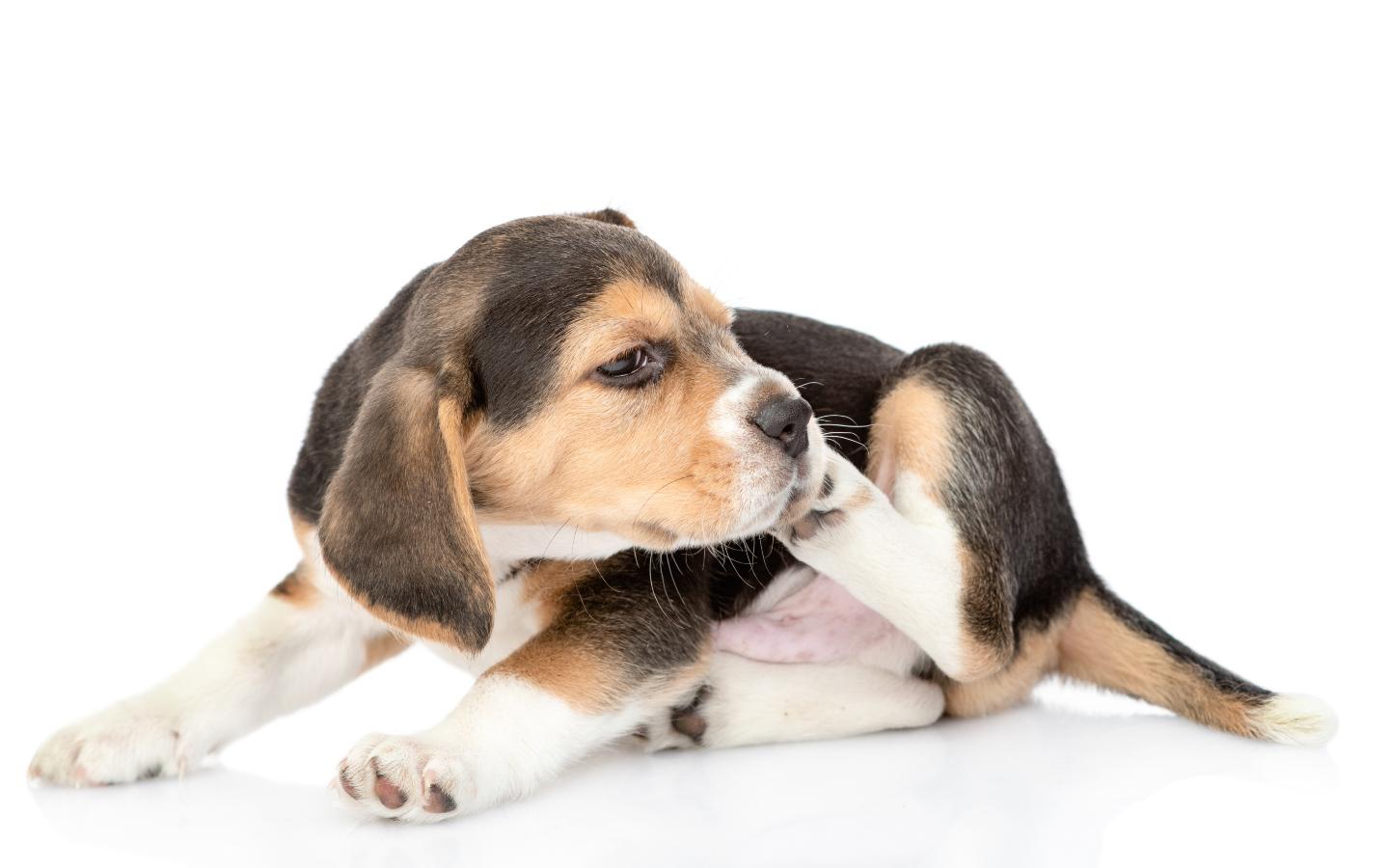 A puppy biting its paw