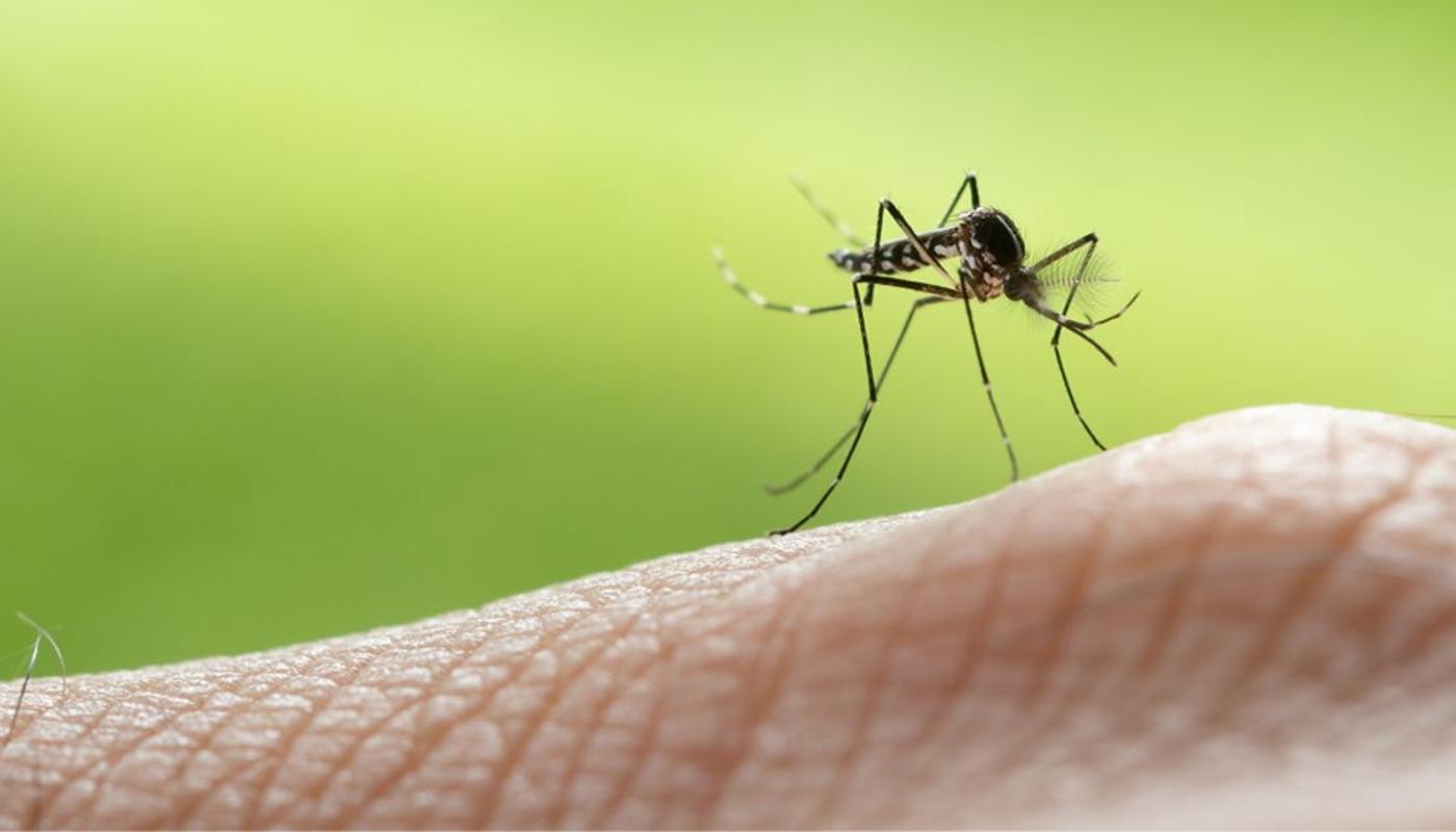 A mosquito on a person's fingerDescription automatically generated