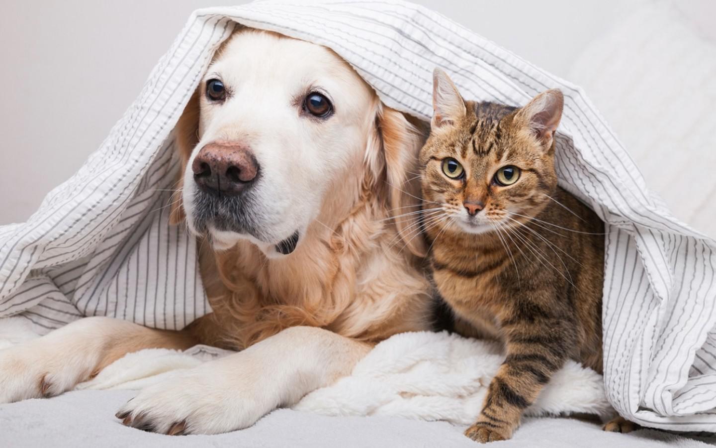 A dog and cat under a blanket