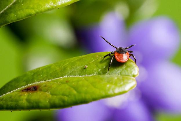 Win the War on Ticks with Mosquito Squad’s New Berlin, WI Tick Control Solutions