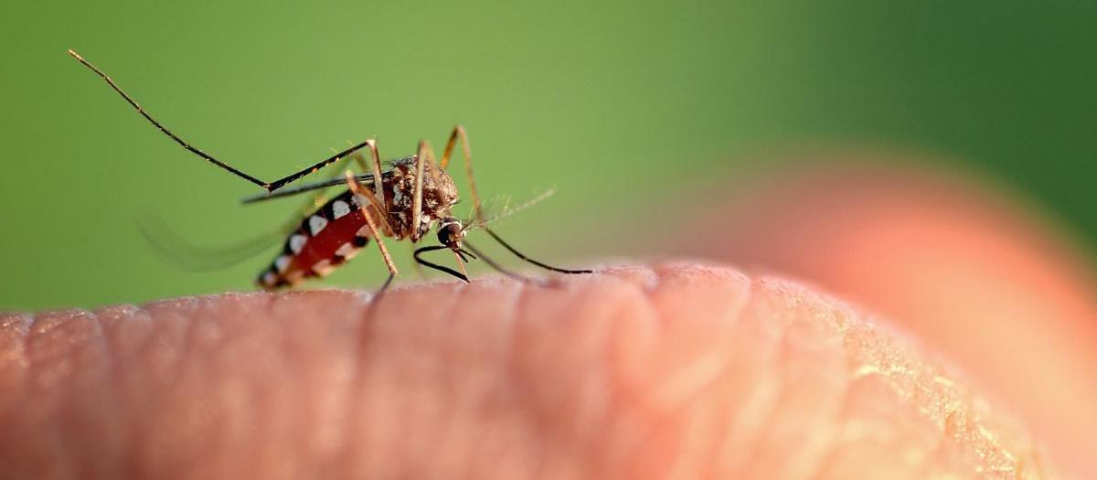 Do Mosquitoes Bite in the Winter?