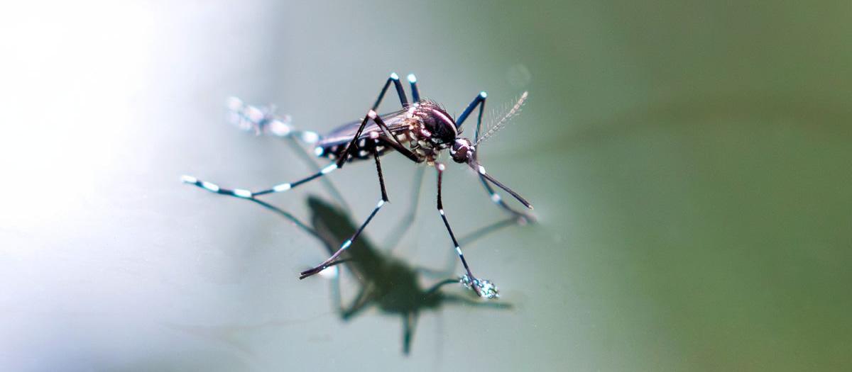 Are There More Mosquitoes or Ticks in El Paso?