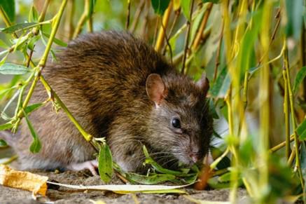 mouse in grass