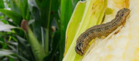 Armyworms Abound, on the March in Autumn