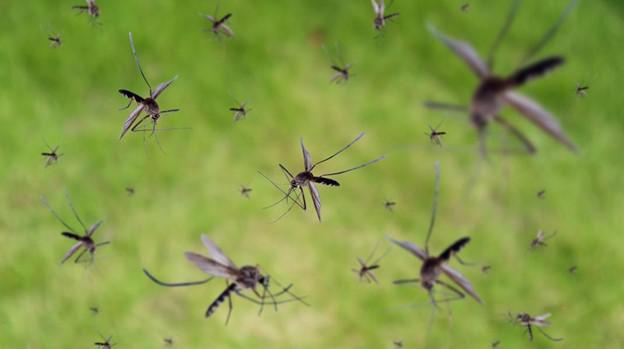 Who to Rely on for Lafayette Mosquito Control