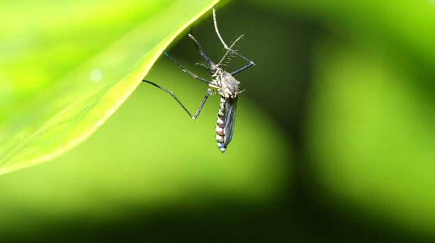 What is Natural Mosquito Control?