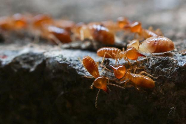 Who to Trust for Termite Control in Hampton Roads, VA