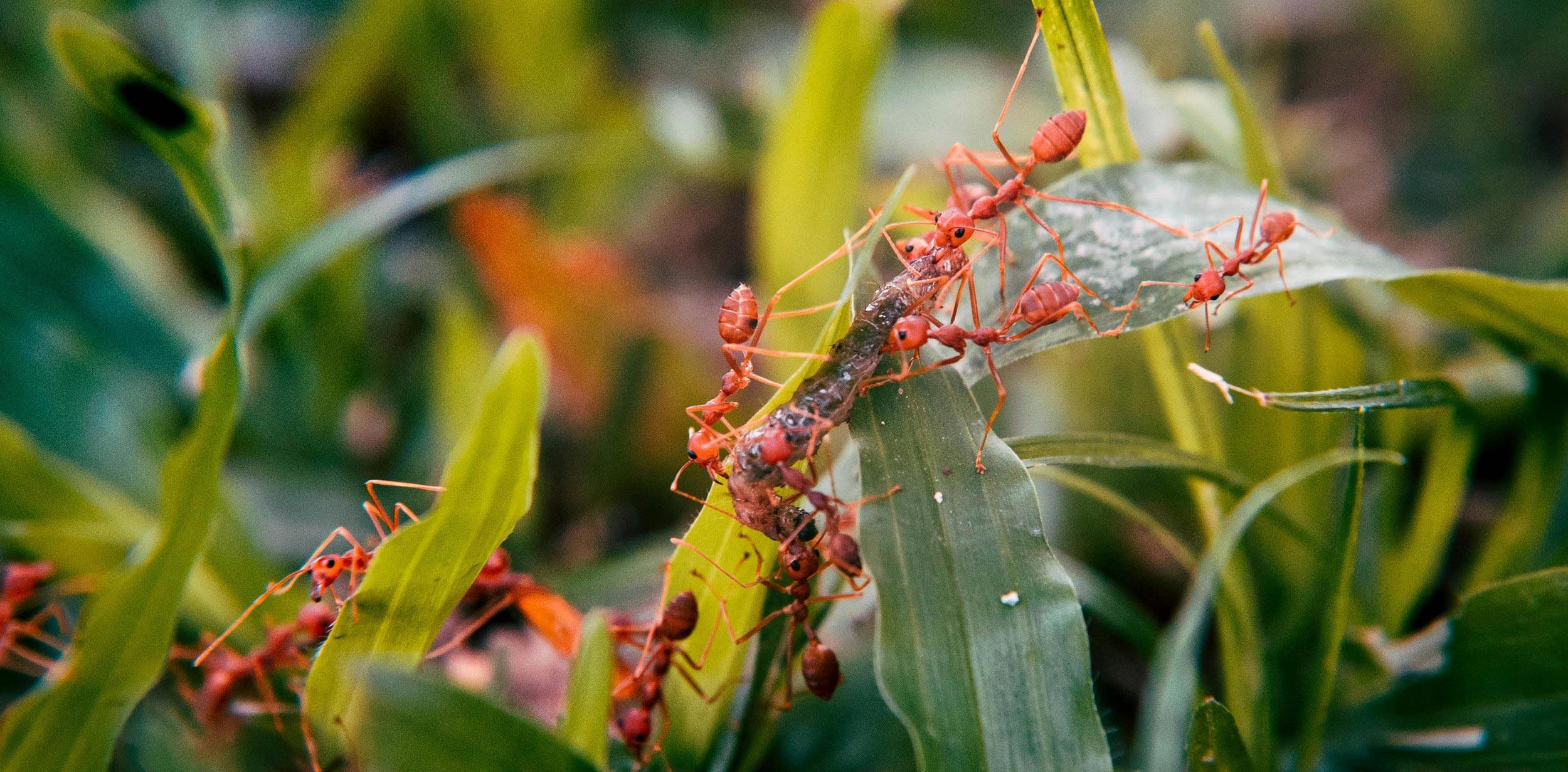 Fire ants crawling on green leaves, representing common pests found in outdoor spaces.