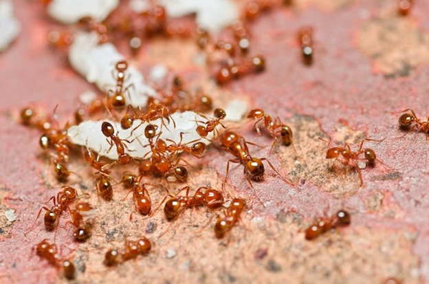 Huntsville Ant Control to Help Defend Against Invaders