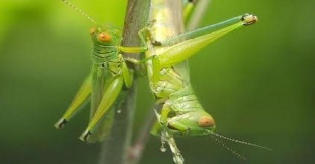 Grasshoppers in Salt Lake City: Identification and Management Guide