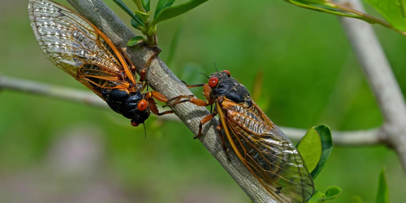 What Cicadas Look Like & When They Emerge