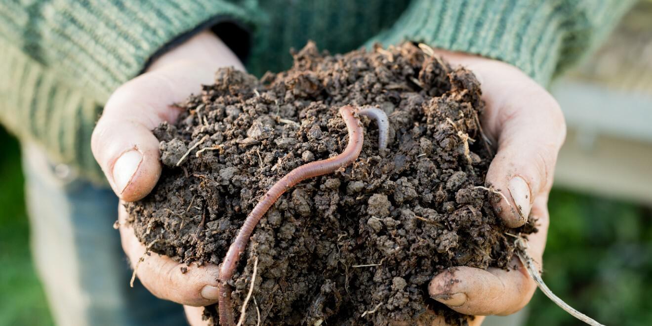 Worms in the Soil – The Good, the Bad, and the Ugly
