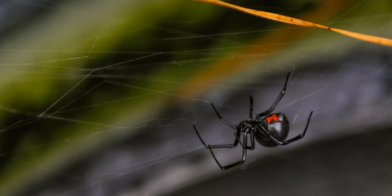 Interesting Facts about Black Widow Spiders