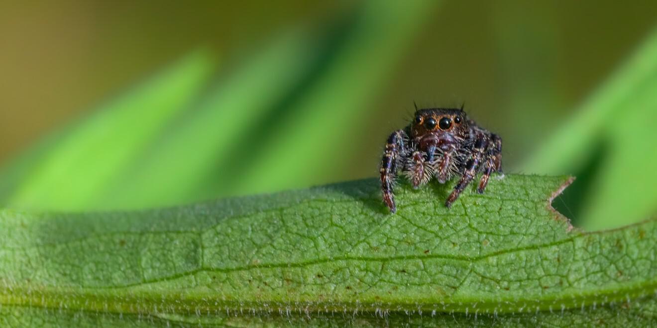 Common Types of Arachnids (Arachnids Aren’t Just Spiders)