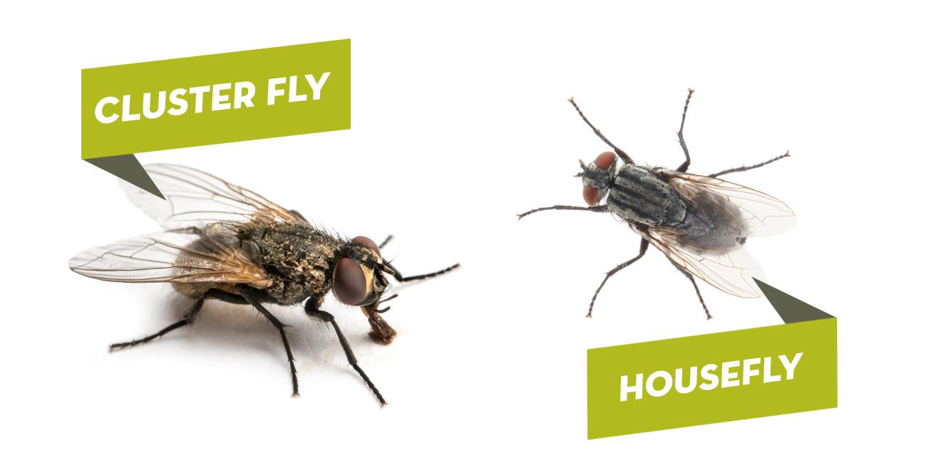 Houseflies vs. Cluster Flies – The Jekyll and Hyde of Flies Inside