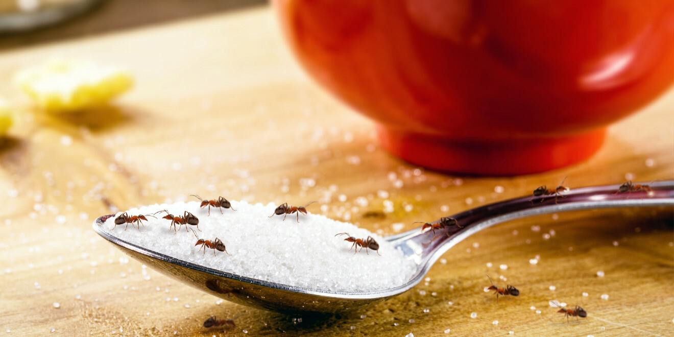 The Different Types of Ants That Could Be In Your Home