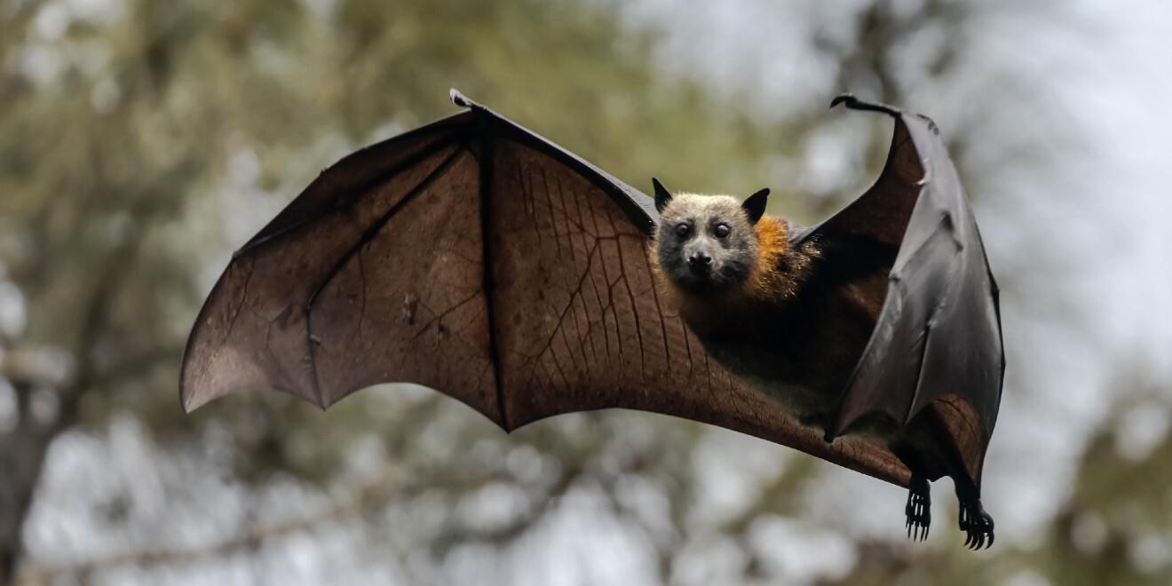 Interesting Bat Facts for Bat Appreciation Month