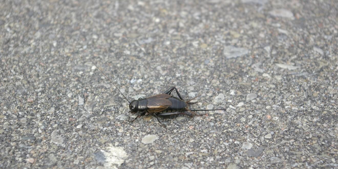 Help! There are Loud Crickets in My Garage