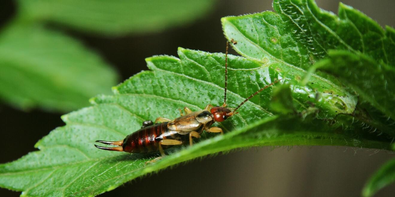 How to Deter Earwigs from Your Garden