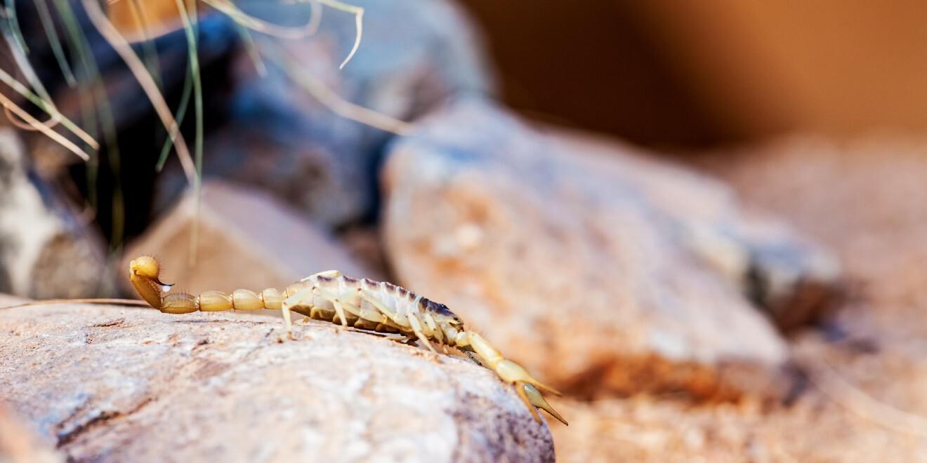 How to Naturally Repel Scorpions from Your Home