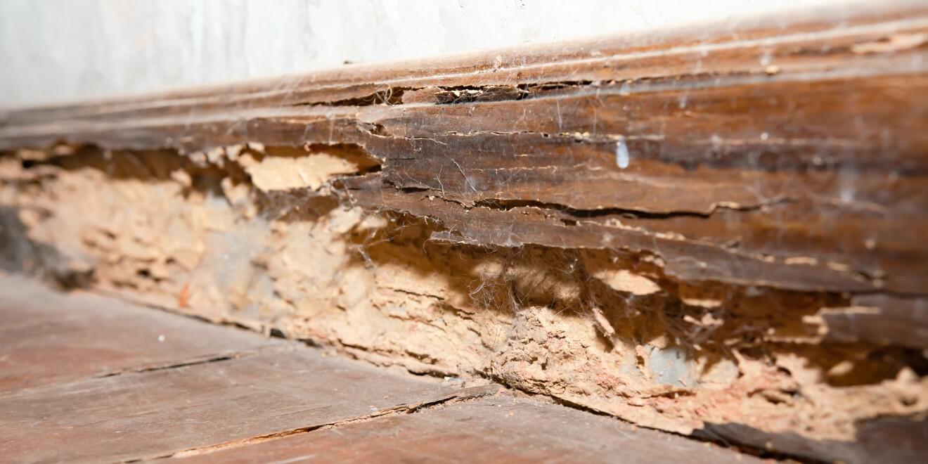 How Bugs Can Damage Your Home's Foundation and How to Help Deter Them